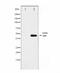 Actin Alpha 2, Smooth Muscle antibody, TA347823, Origene, Western Blot image 