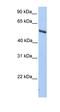 Inosine Monophosphate Dehydrogenase 2 antibody, orb330750, Biorbyt, Western Blot image 