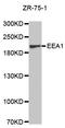 Early Endosome Antigen 1 antibody, orb136538, Biorbyt, Western Blot image 