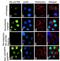 RB Transcriptional Corepressor 1 antibody, 702111, Invitrogen Antibodies, Immunocytochemistry image 