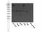 SAPL1 antibody, 55128-1-AP, Proteintech Group, Western Blot image 