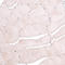 Tetraspanin 13 antibody, HPA007426, Atlas Antibodies, Immunohistochemistry frozen image 