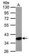 Phosphoribosyl Pyrophosphate Synthetase 1 antibody, GTX102639, GeneTex, Western Blot image 