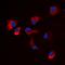 Calcium/Calmodulin Dependent Protein Kinase II Alpha antibody, orb235056, Biorbyt, Immunofluorescence image 