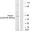 Coagulation Factor II Thrombin Receptor antibody, abx015616, Abbexa, Western Blot image 