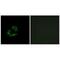 ADP Ribosylation Factor Interacting Protein 1 antibody, PA5-49981, Invitrogen Antibodies, Immunofluorescence image 