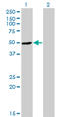Ribonuclease/Angiogenin Inhibitor 1 antibody, LS-C198096, Lifespan Biosciences, Western Blot image 