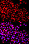 Calcium Binding And Coiled-Coil Domain 1 antibody, 23-331, ProSci, Immunofluorescence image 
