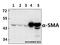 Actin Alpha 2, Smooth Muscle antibody, A01072-1, Boster Biological Technology, Western Blot image 