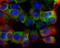 Scavenger receptor class B member 1 antibody, GTX113645, GeneTex, Immunocytochemistry image 