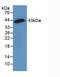 Gap Junction Protein Alpha 1 antibody, LS-C293528, Lifespan Biosciences, Western Blot image 