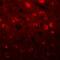 Transmembrane Protein 59 Like antibody, A15285, Boster Biological Technology, Immunofluorescence image 