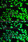 Protein Disulfide Isomerase Family A Member 6 antibody, A7055, ABclonal Technology, Immunofluorescence image 