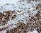 ATP Citrate Lyase antibody, NBP2-02410, Novus Biologicals, Immunohistochemistry frozen image 