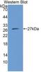 Chymase 1 antibody, LS-C688771, Lifespan Biosciences, Western Blot image 