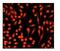 Nibrin antibody, ab32074, Abcam, Immunofluorescence image 