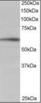 BAI1 Associated Protein 2 antibody, orb88522, Biorbyt, Western Blot image 