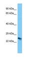 Transmembrane P24 Trafficking Protein 6 antibody, orb327118, Biorbyt, Western Blot image 