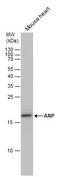 Natriuretic Peptide A antibody, PA5-29559, Invitrogen Antibodies, Western Blot image 