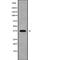 Serine Racemase antibody, PA5-68323, Invitrogen Antibodies, Western Blot image 