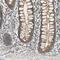 Membrane Bound Transcription Factor Peptidase, Site 2 antibody, PA5-52155, Invitrogen Antibodies, Immunohistochemistry frozen image 