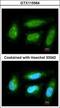 Dual Specificity Phosphatase 10 antibody, GTX115564, GeneTex, Immunofluorescence image 