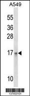 Epithelial Membrane Protein 3 antibody, 60-041, ProSci, Western Blot image 