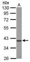 Heterogeneous Nuclear Ribonucleoprotein D antibody, GTX101814, GeneTex, Western Blot image 