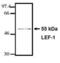 Lymphoid Enhancer Binding Factor 1 antibody, MA1-12421, Invitrogen Antibodies, Western Blot image 