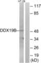 DDX19B antibody, abx014235, Abbexa, Western Blot image 