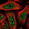 TBC1 domain family member 8 antibody, PA5-65188, Invitrogen Antibodies, Immunofluorescence image 