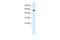 Prenylcysteine Oxidase 1 antibody, A11180, Boster Biological Technology, Western Blot image 