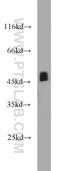 SH2 domain-containing adapter protein F antibody, 21909-1-AP, Proteintech Group, Western Blot image 