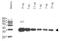Ubiquitin-like-specific protease 1 antibody, R1564P, Origene, Western Blot image 