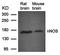 Glutamate Ionotropic Receptor NMDA Type Subunit 2B antibody, orb14556, Biorbyt, Western Blot image 