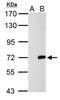 Cre Recombinase antibody, GTX127271, GeneTex, Western Blot image 