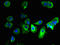 Gamma-Aminobutyric Acid Type A Receptor Theta Subunit antibody, LS-C398220, Lifespan Biosciences, Immunofluorescence image 