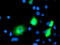 Microtubule-associated protein RP/EB family member 2 antibody, LS-C172957, Lifespan Biosciences, Immunofluorescence image 