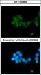 Betaine--homocysteine S-methyltransferase 1 antibody, GTX102983, GeneTex, Immunofluorescence image 