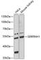 Serpin Family H Member 1 antibody, 15-009, ProSci, Western Blot image 