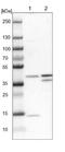 Proline-Serine-Threonine Phosphatase Interacting Protein 2 antibody, NBP1-85846, Novus Biologicals, Western Blot image 