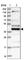 Coiled-Coil Domain Containing 34 antibody, HPA037574, Atlas Antibodies, Western Blot image 