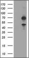 TRNA Methyltransferase 2 Homolog A antibody, orb179014, Biorbyt, Western Blot image 