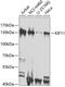 Kinesin Family Member 11 antibody, 23-271, ProSci, Western Blot image 