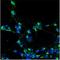 Astrotactin 2 antibody, NBP1-59195, Novus Biologicals, Immunofluorescence image 