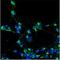 KIAA0634 antibody, NBP1-59195, Novus Biologicals, Immunofluorescence image 