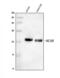 Neurocan antibody, A06700-2, Boster Biological Technology, Western Blot image 