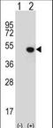 Jumonji domain-containing protein 5 antibody, LS-C165367, Lifespan Biosciences, Western Blot image 