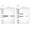 Pyrophosphatase (Inorganic) 2 antibody, PA5-56816, Invitrogen Antibodies, Western Blot image 