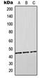 Orosomucoid 2 antibody, orb214349, Biorbyt, Western Blot image 